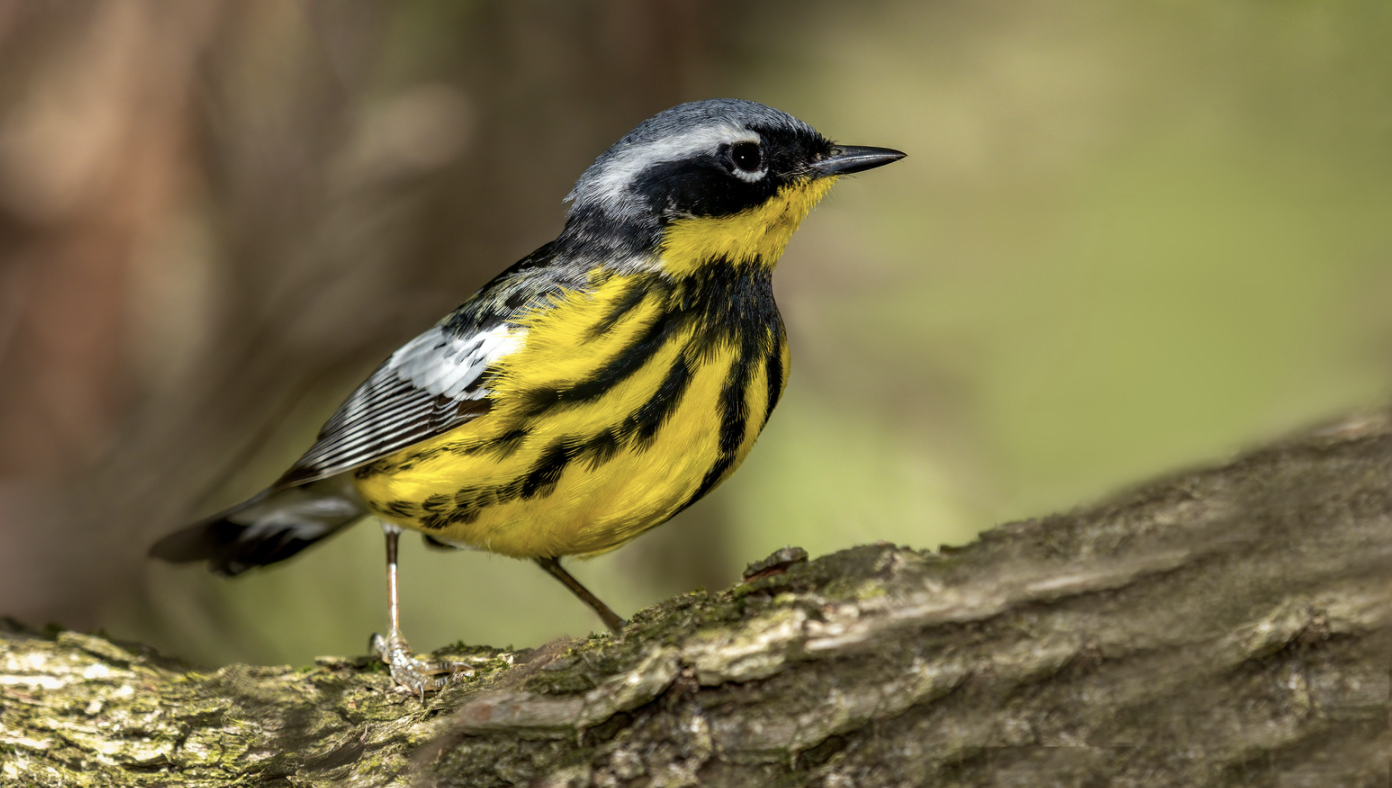Point Pelee Spring Migration