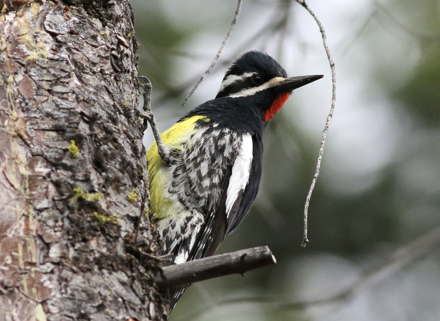 California Mountain &amp; Sea