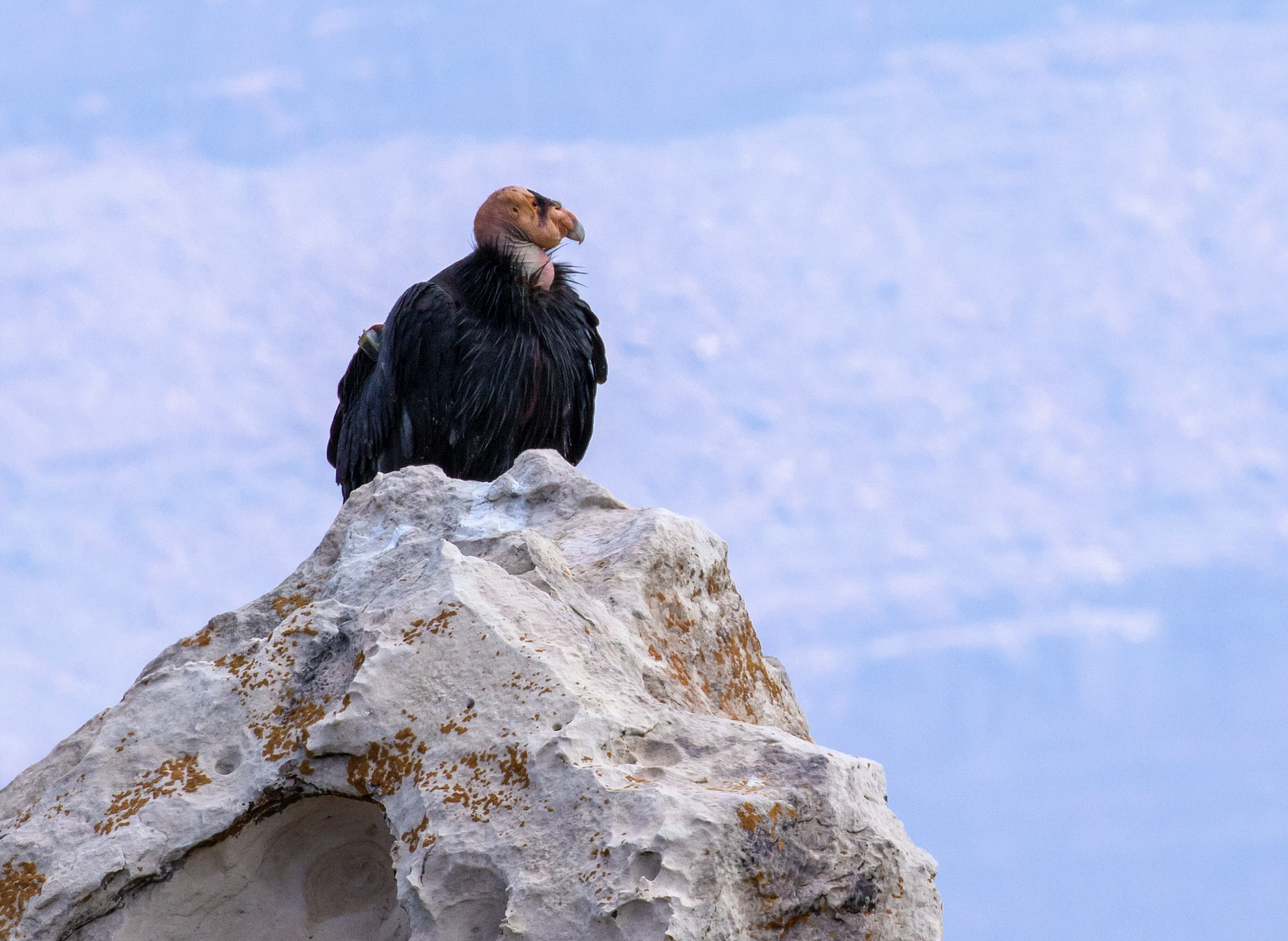 California Mountain &amp; Sea 