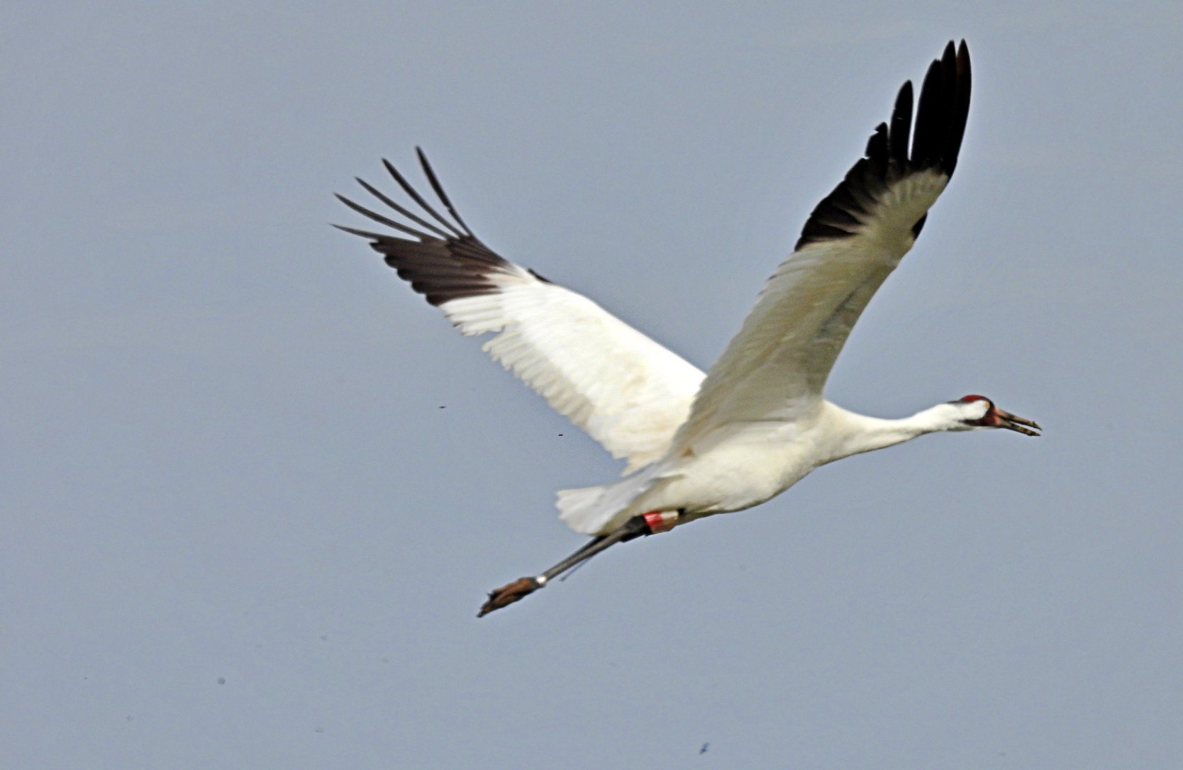 Saskatchewan Whooping Cranes