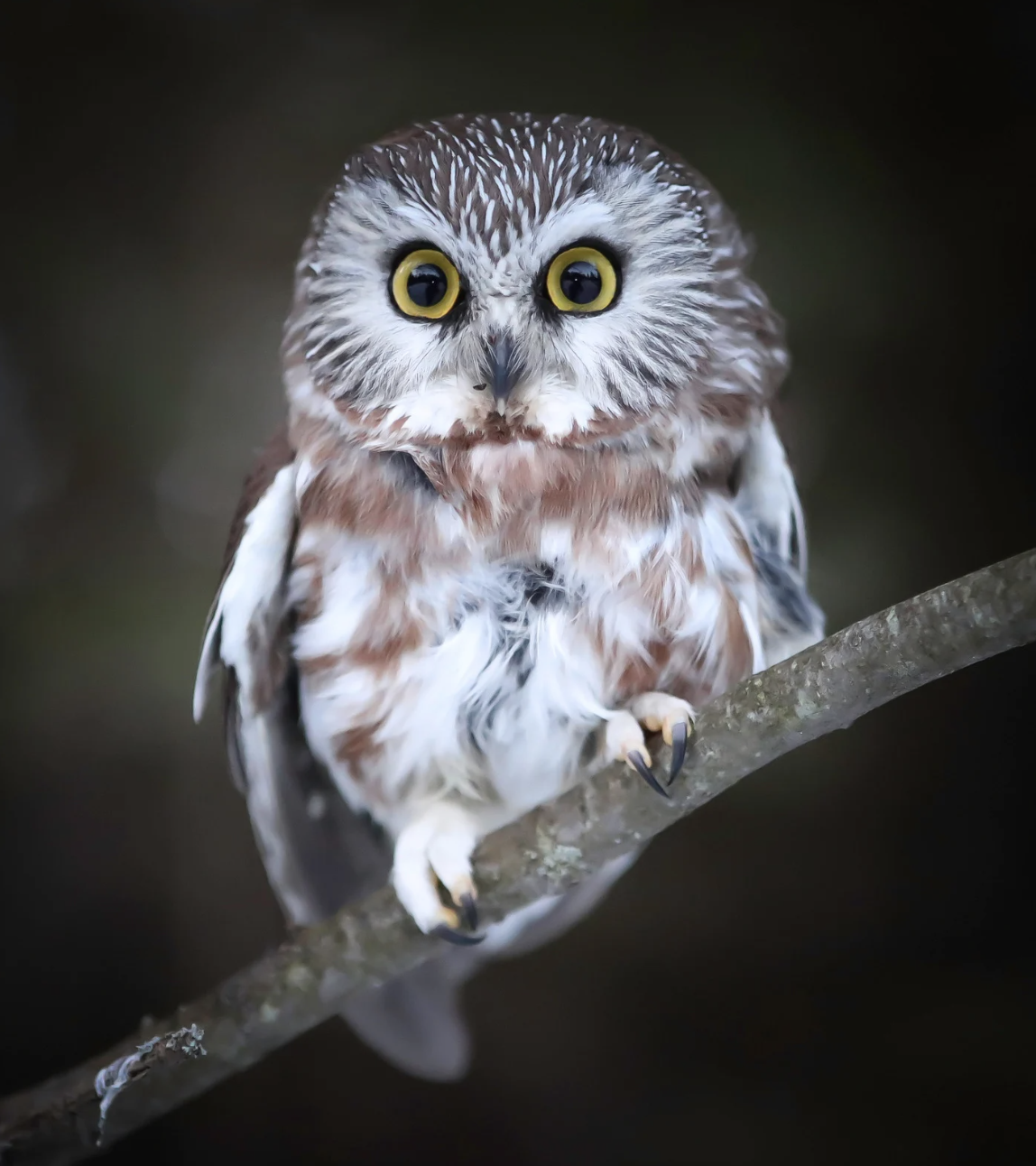 Prince Edward County Wine & Owls | Oct 15 - 18, 2026