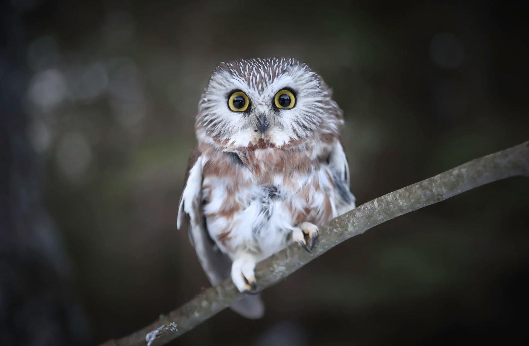 Prince Edward County Wine &amp; Owls