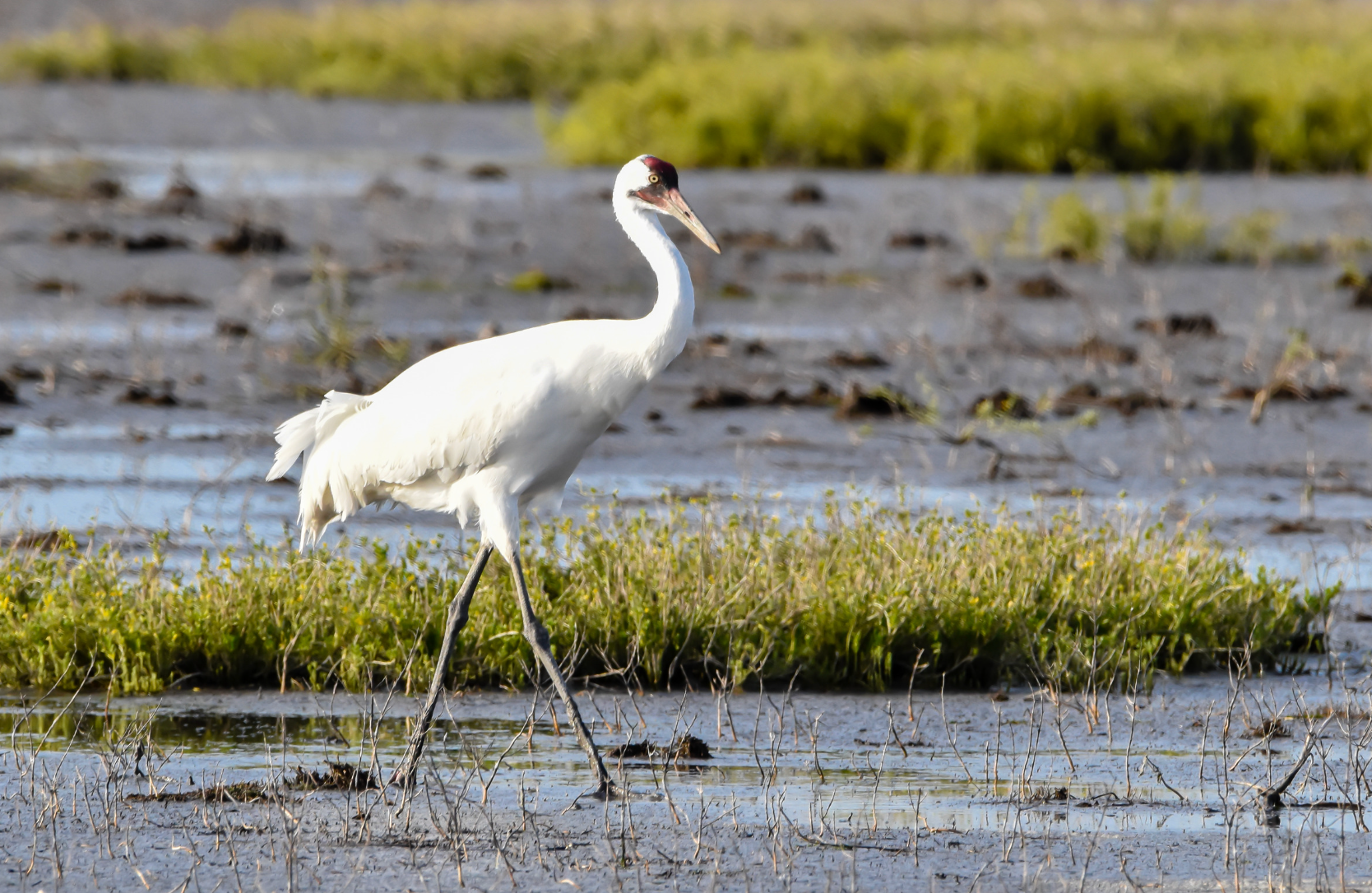 Saskatchewan Whooping Cranes