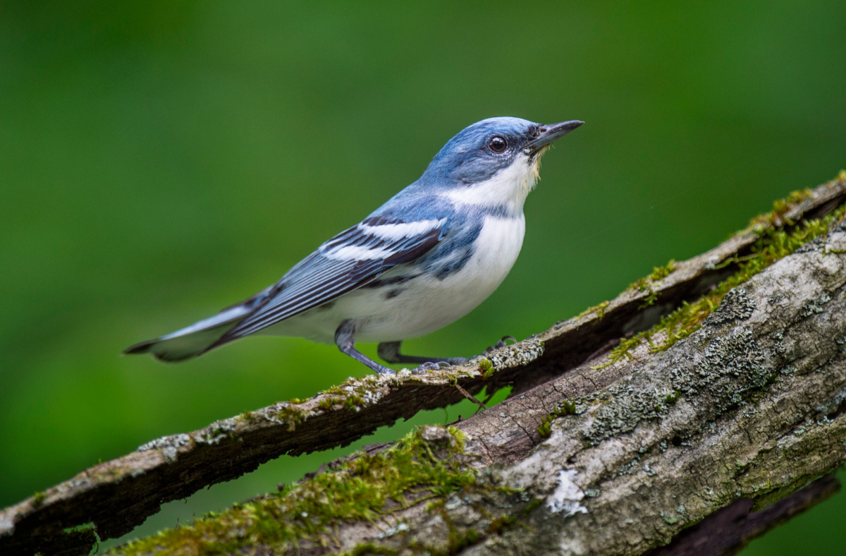 Point Pelee Spring Migration 