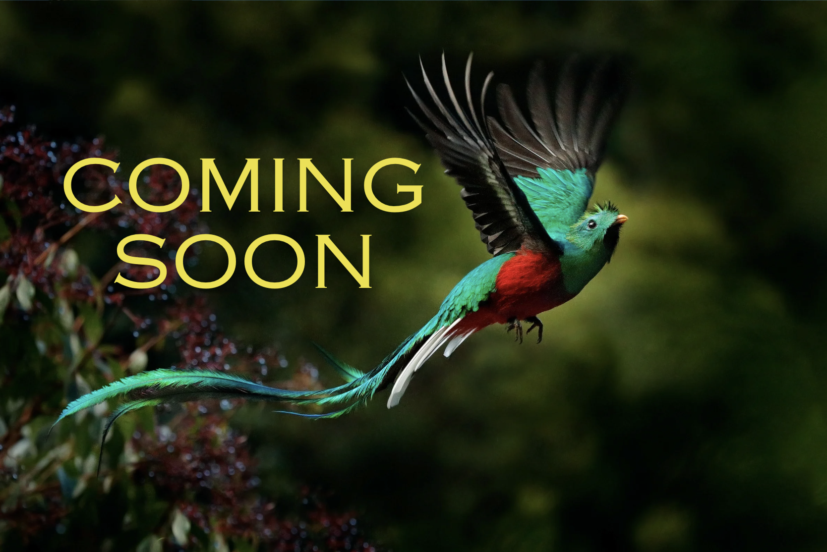 Costa Rica Cloud Forest Retreat