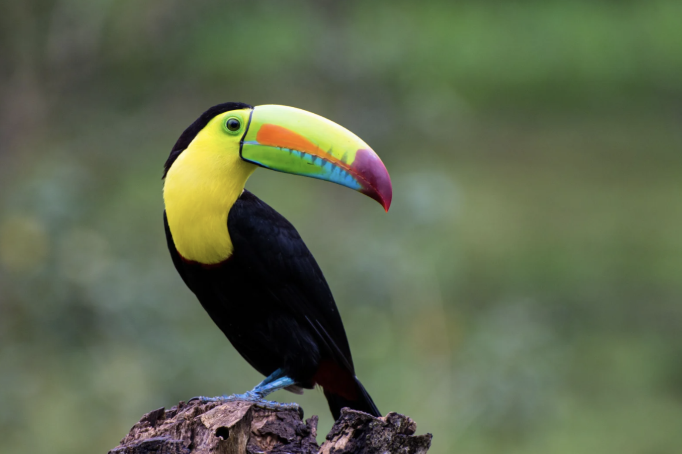 Costa Rica Cloud Forest Retreat