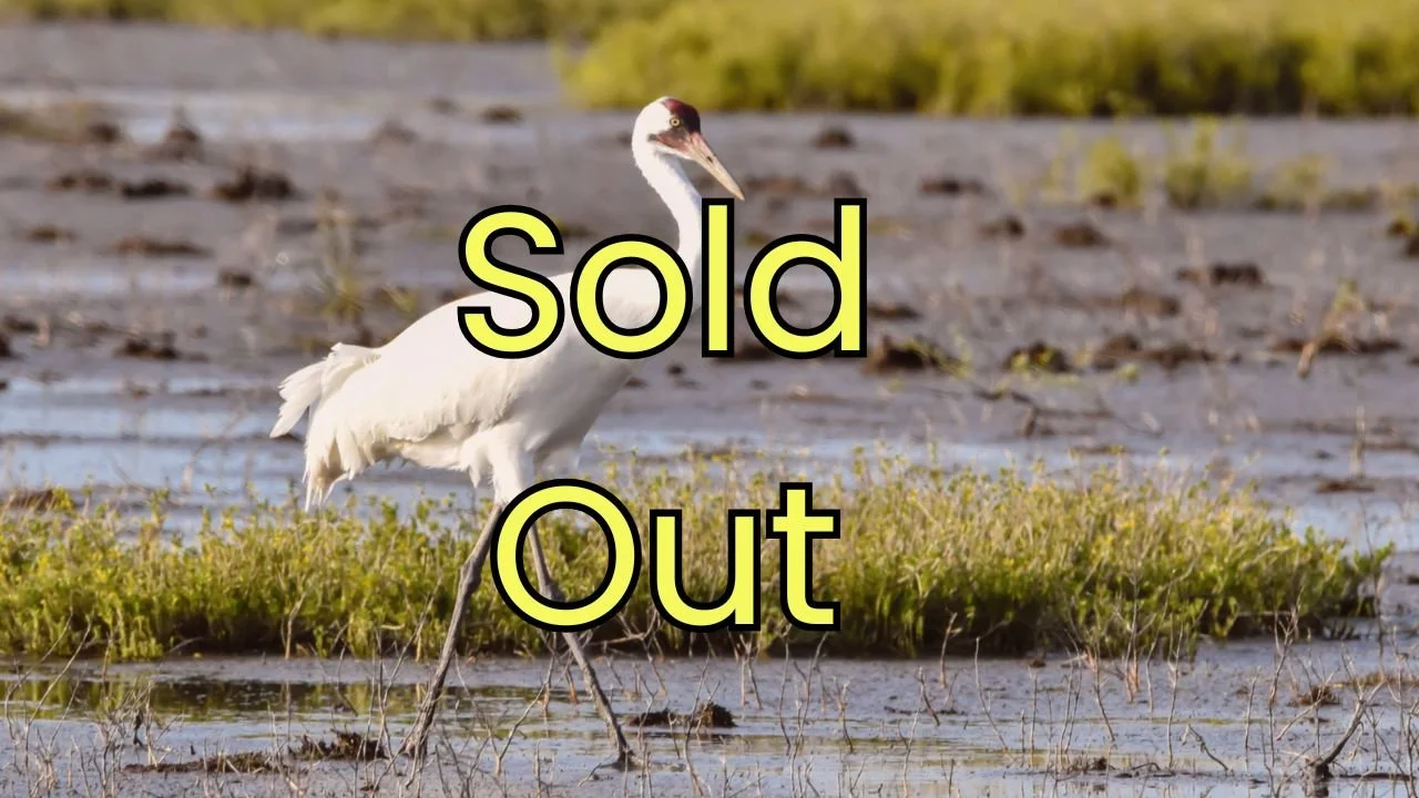 Saskatchewan Whooping Cranes Birding Retreat