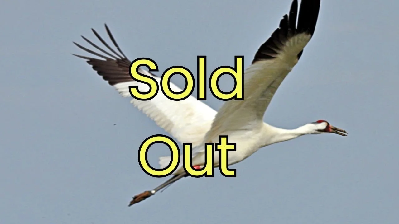 Saskatchewan Whooping Cranes Birding Retreat