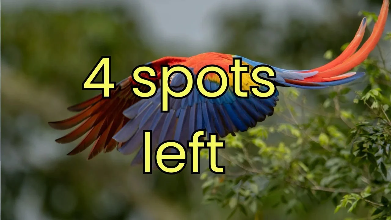 Costa Rica Cloud Forest Birding Retreat