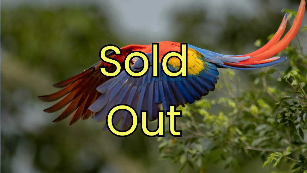 Costa Rica Cloud Forest Birding Retreat
