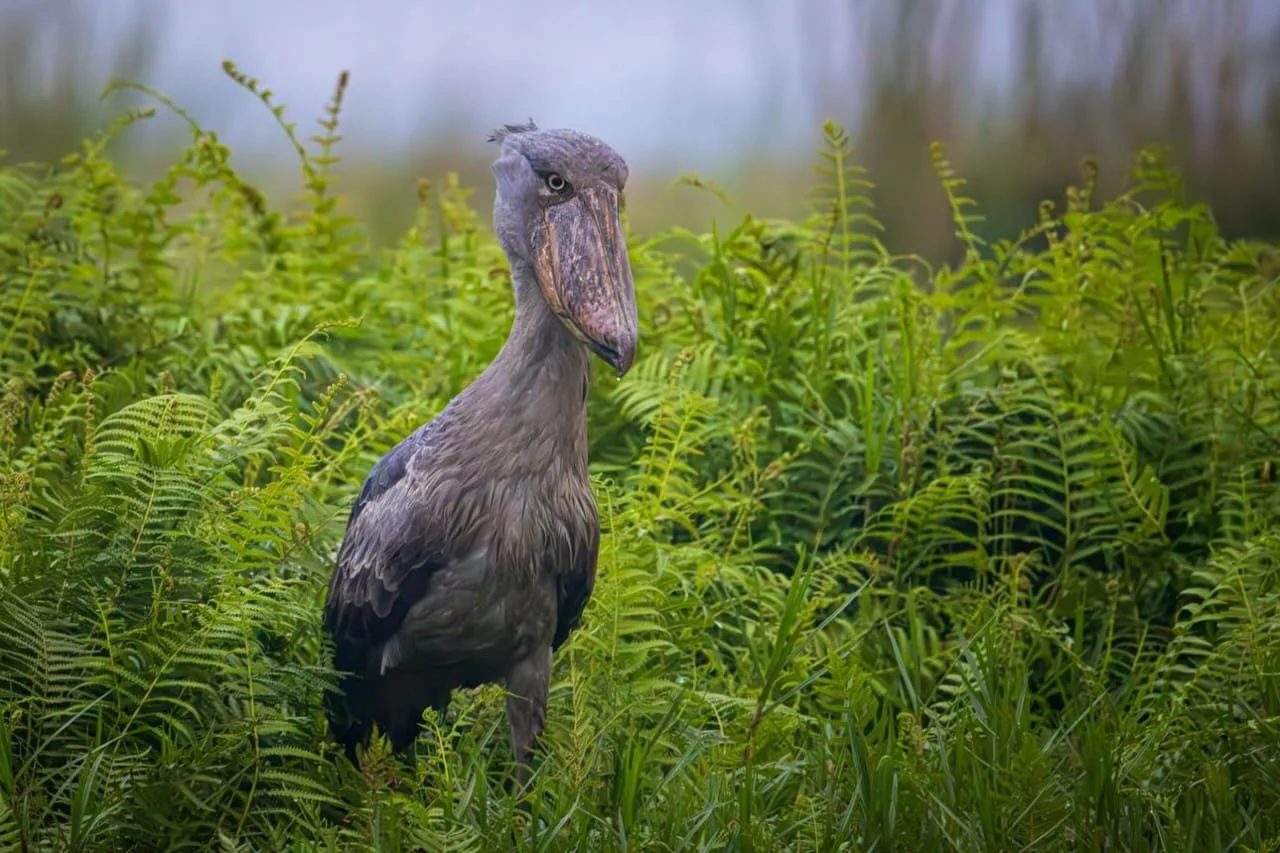 Uganda Birds, Gorillas &amp; Chimpanzees (17 days)