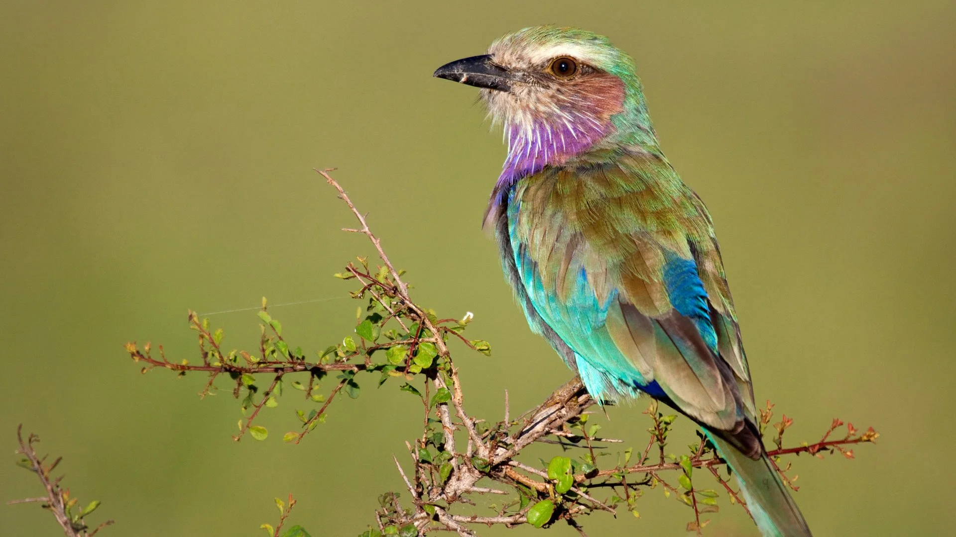 South Africa: Cape to Kruger (15 days)