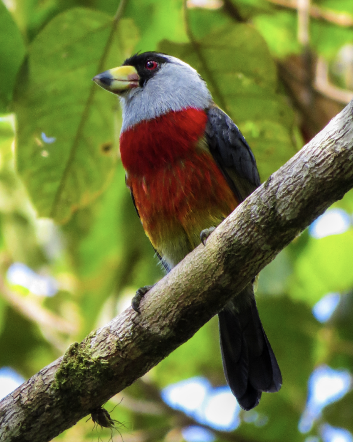 Colombia: Birds, Coffee &amp; Volcanoes (12 days)