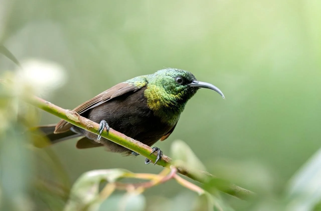 Birding Uganda: Extraordinary Birds. And So Much More.