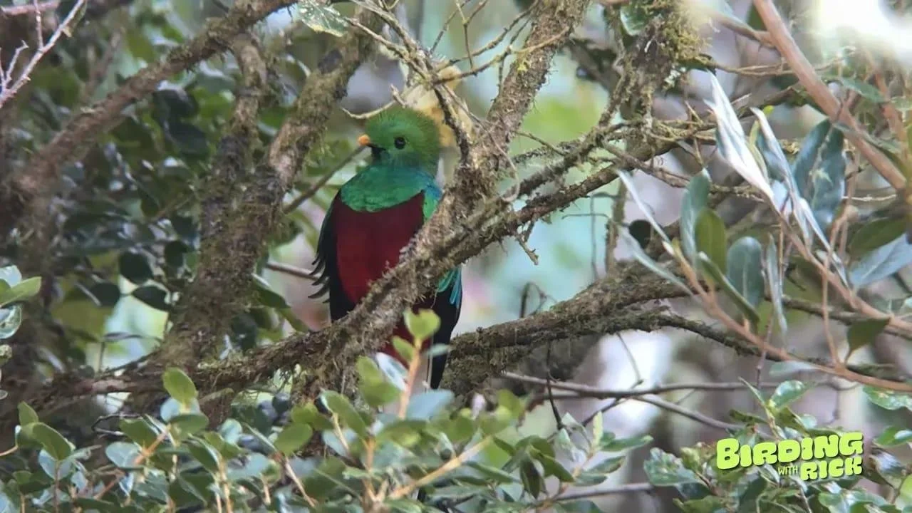 Costa-rica-birding-image