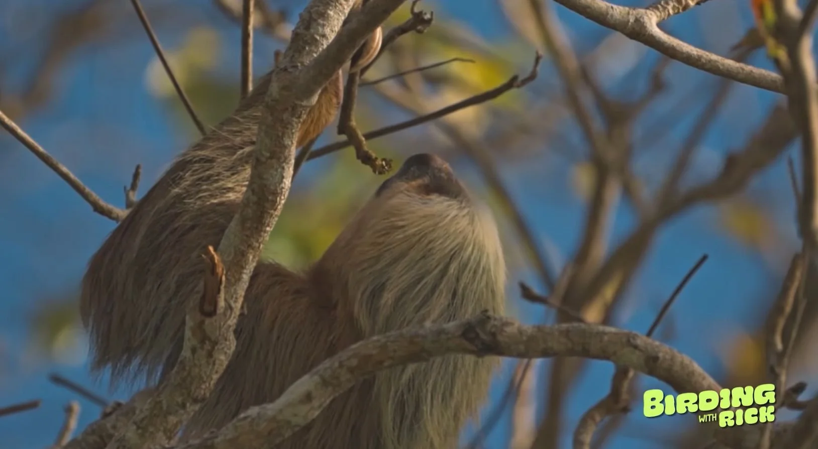 costa-rica-mammals-image