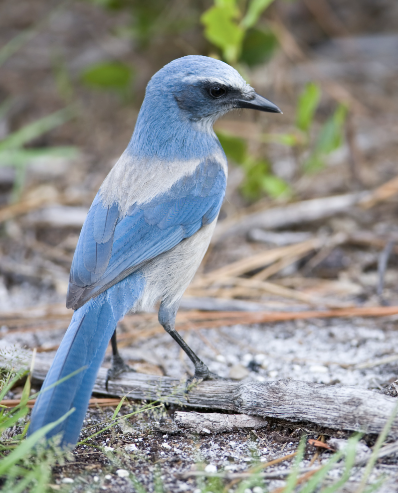 Florida Scrub-Jay