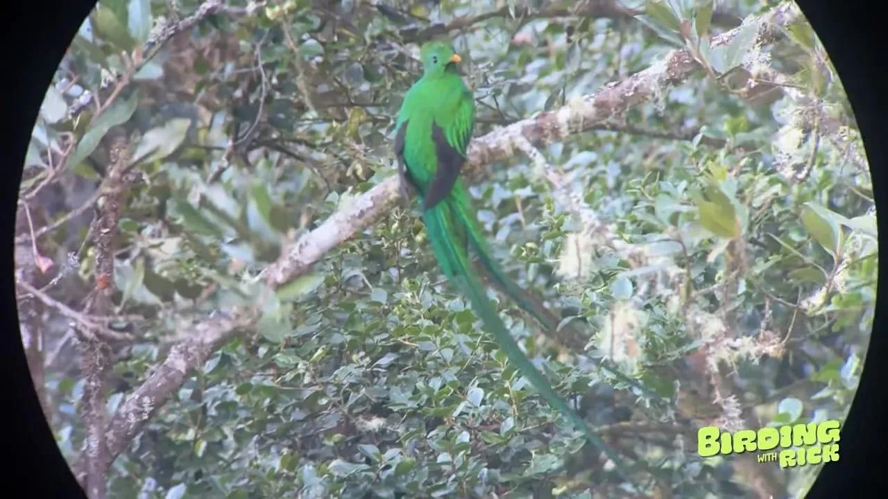 costa-rica-quetzals-sighting