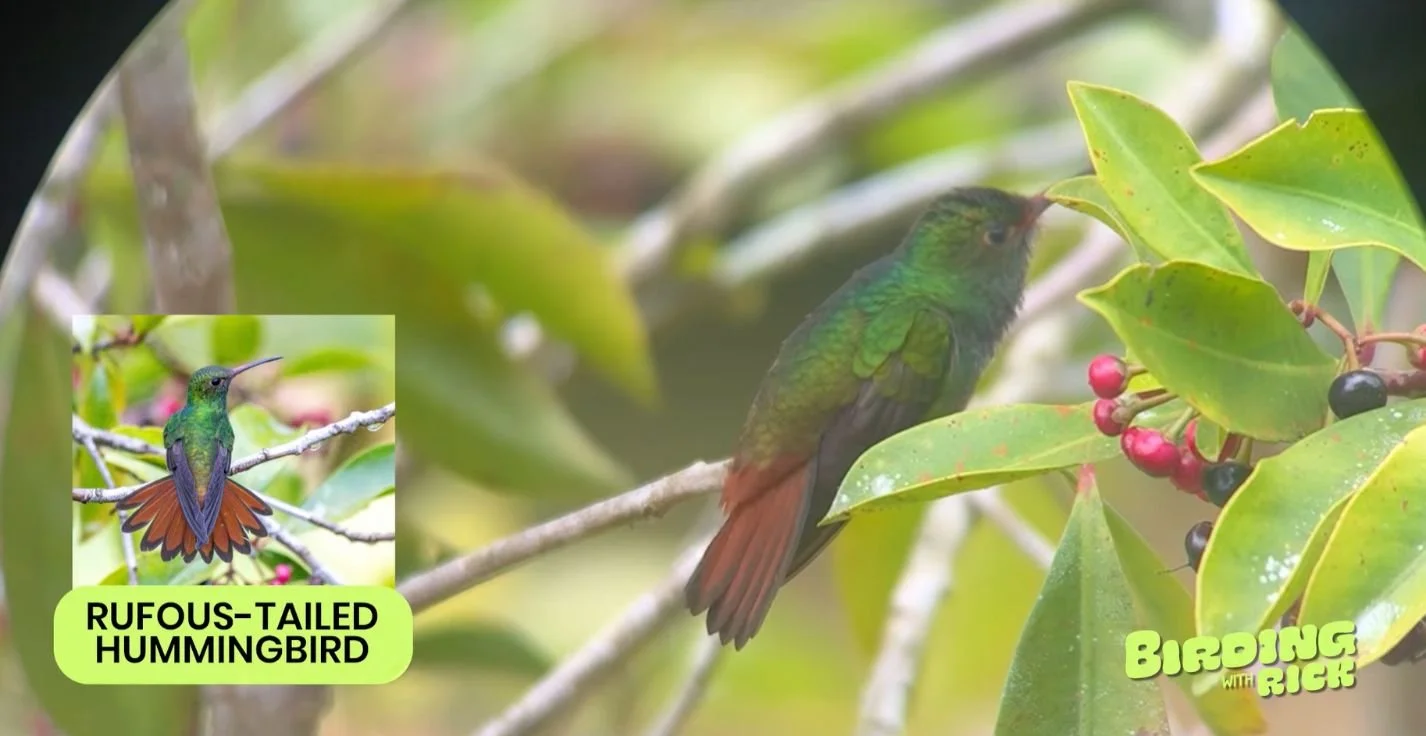 hummingbird-image