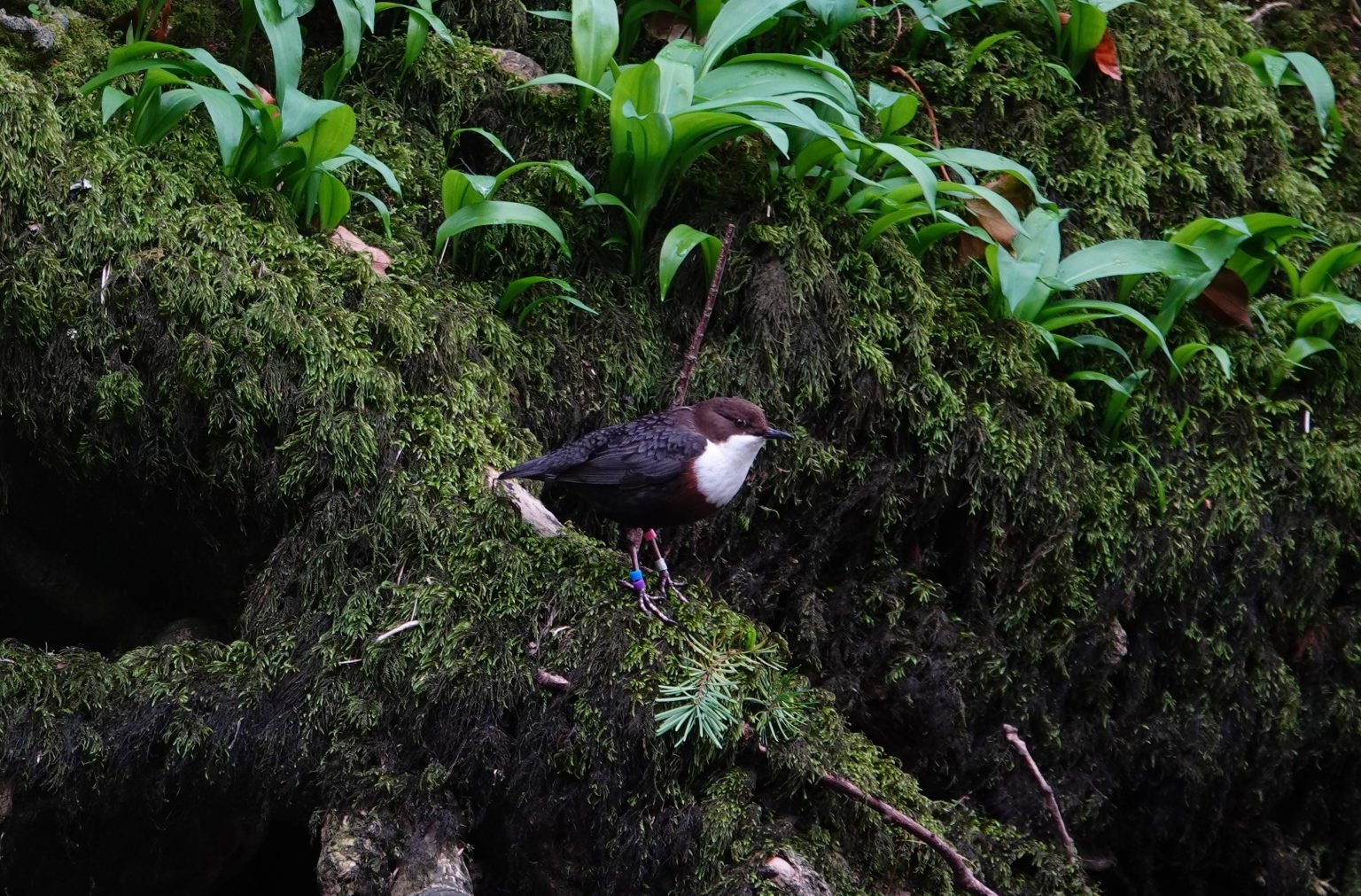 Dipper, Dave Turrell
