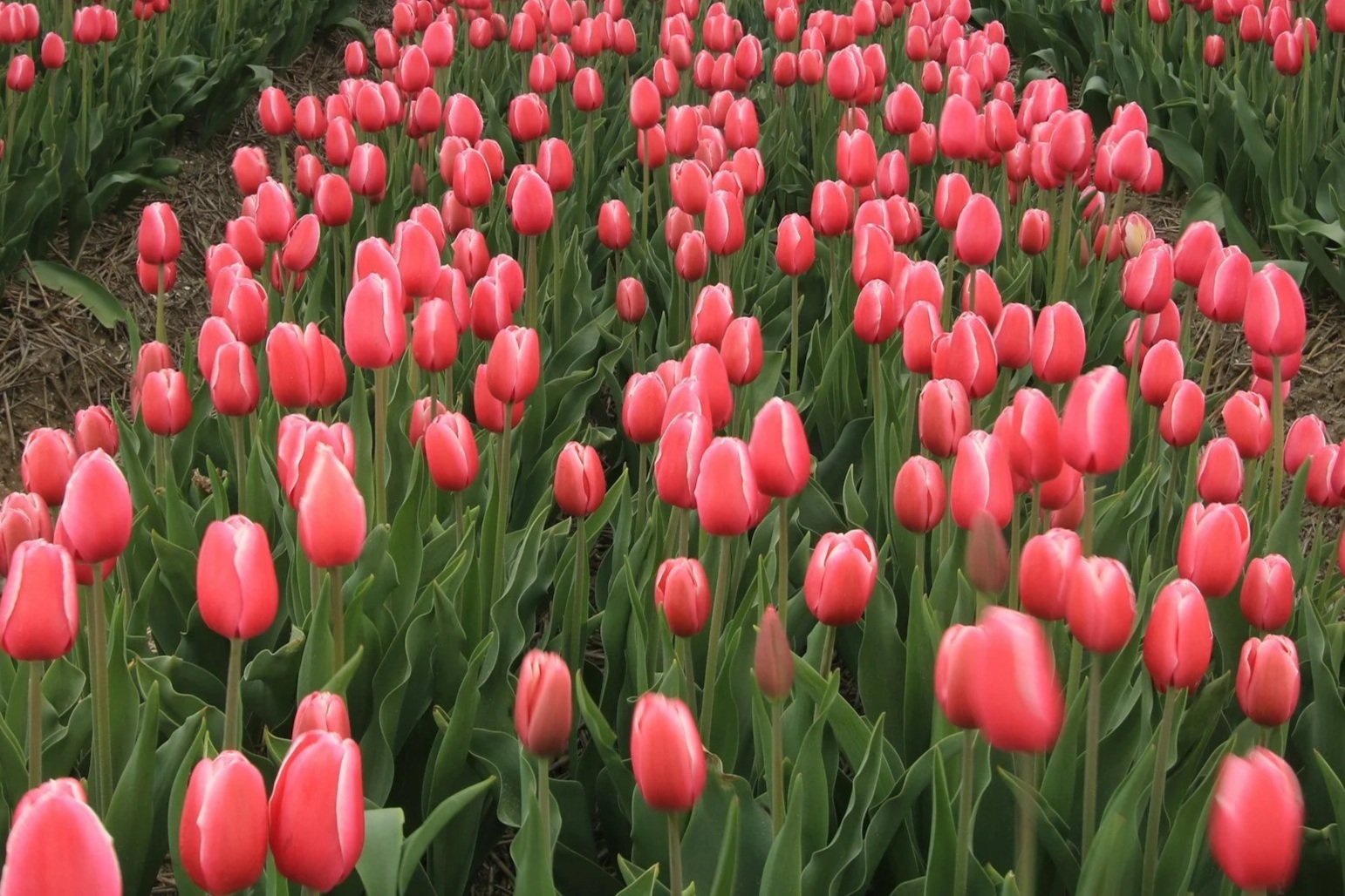 Tulips in bloom at Marble Falls Sweet Berry Farm near Lake LBJ