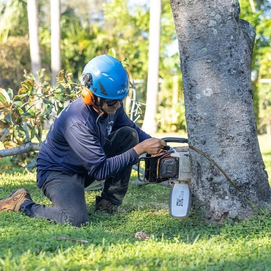 Arborist pruning a live oak in Largo, FL, demonstrating proper technique to avoid tree stress and long-term damage.