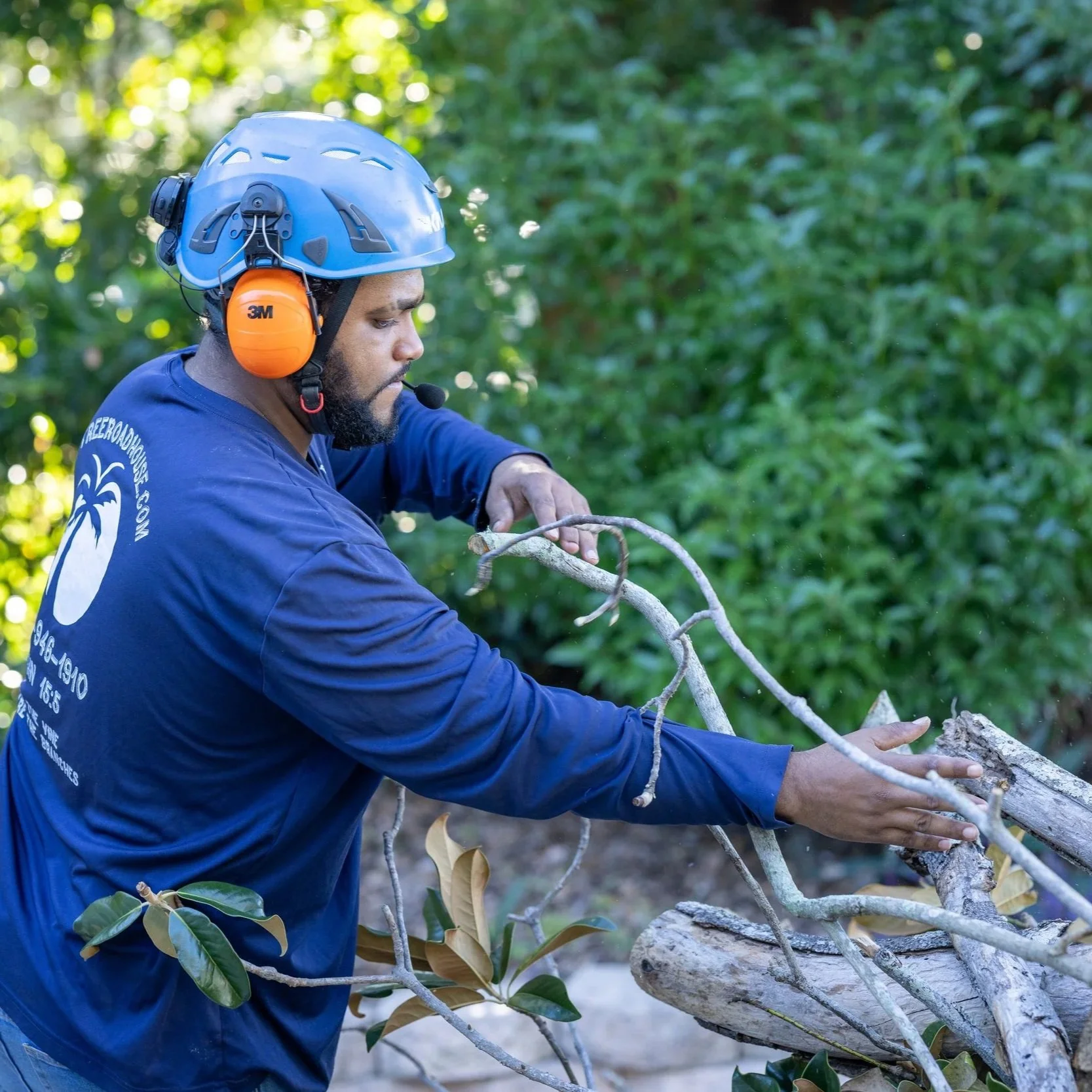 Tree being pruned in Largo, FL, showing careful cuts to improve structure and reduce storm damage in humid conditions.