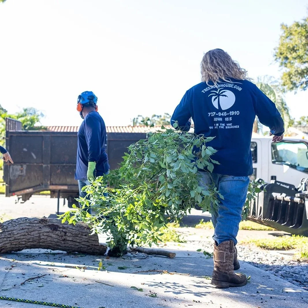fallen tree service florida