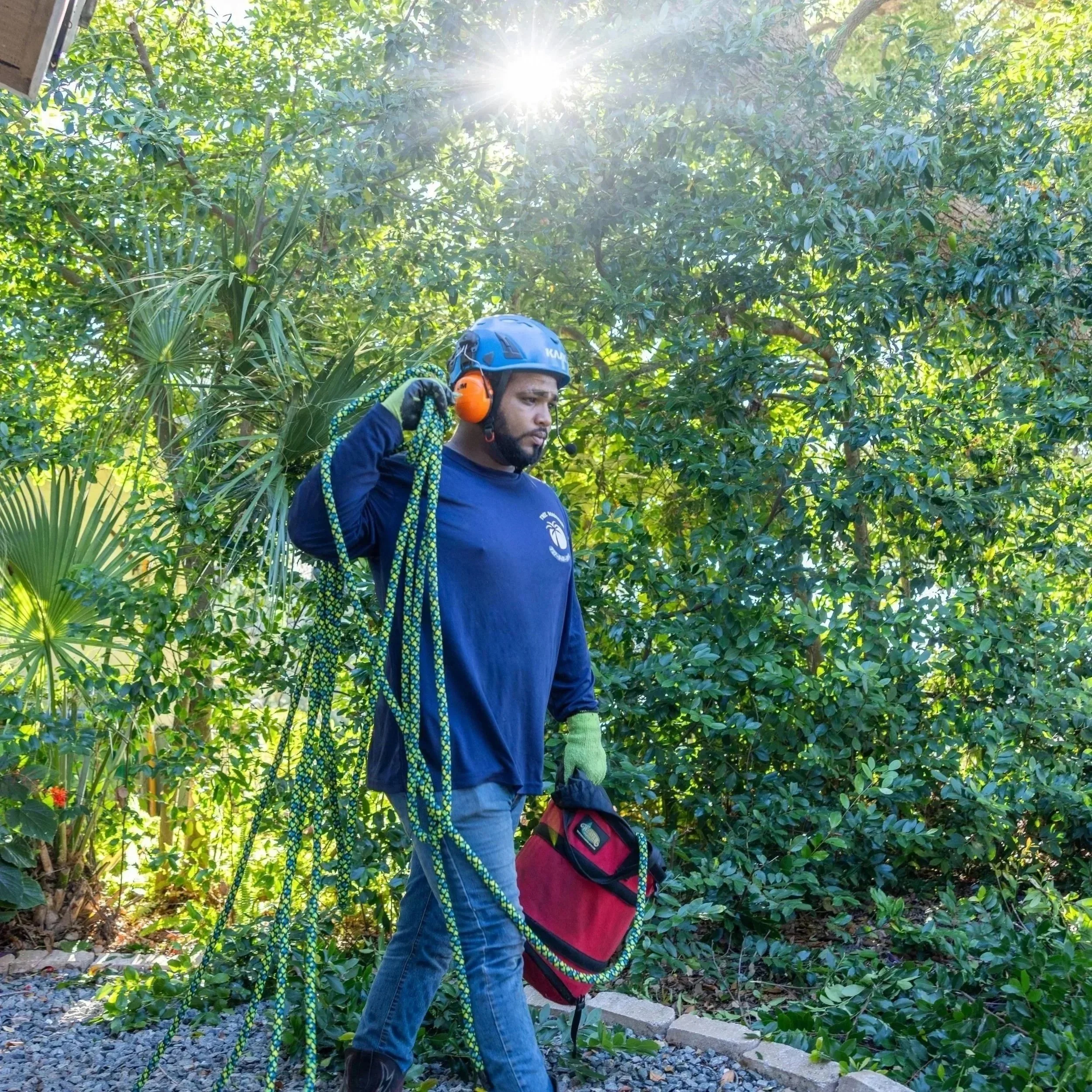 How to Maintain Your Tree Cabling System in Largo, FL