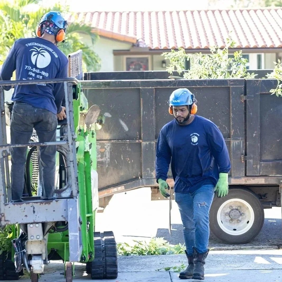 Arborist trimming a large tree in Largo, FL, maintaining safety, appearance, and long-term health of the property’s trees.