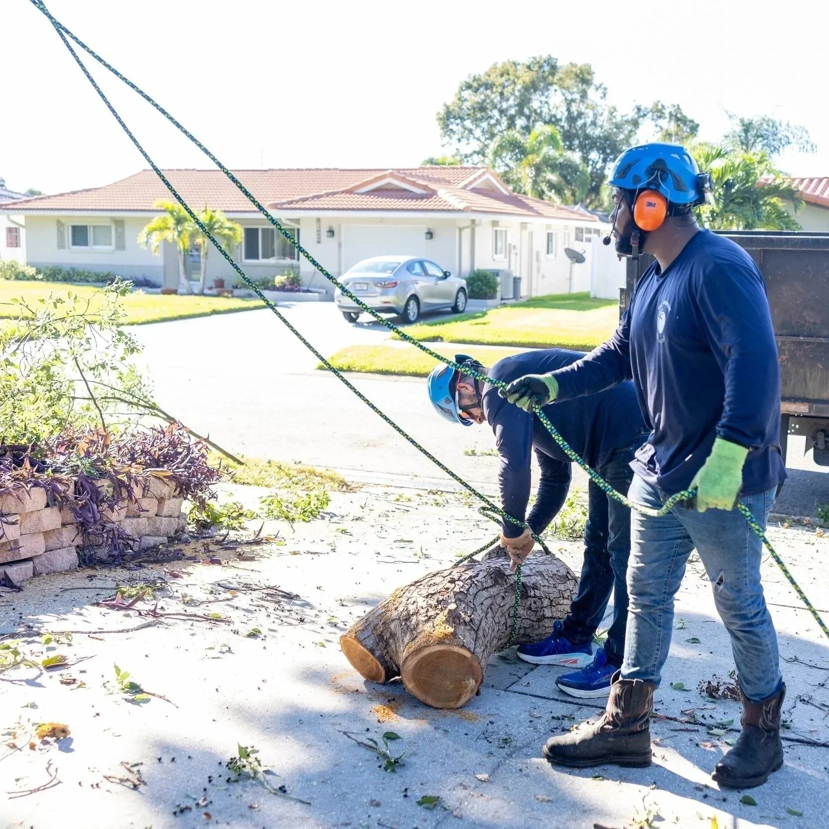 Certified arborist installing cabling and bracing on a mature live oak in Largo, Florida, to prevent limb failure.