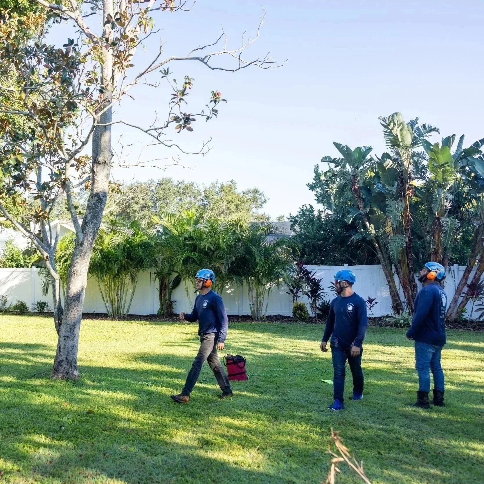 Professional arborist installing tree cabling to reinforce mature trees, protecting property, preventing damage, and maintaining long-term landscape safety.