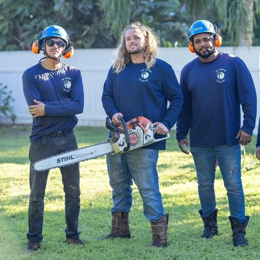 How to Choose the Best Tree Cabling Company in Largo, FL