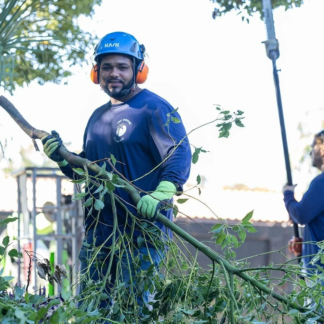 Certified arborist inspecting tree cabling in Largo, FL, ensuring structural support and long-term safety for mature trees.