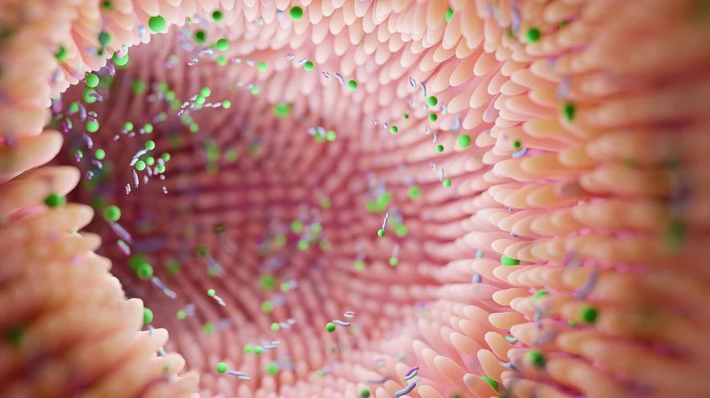 Warum Darmgesundheit mehr ist als ein Bauchgefühl