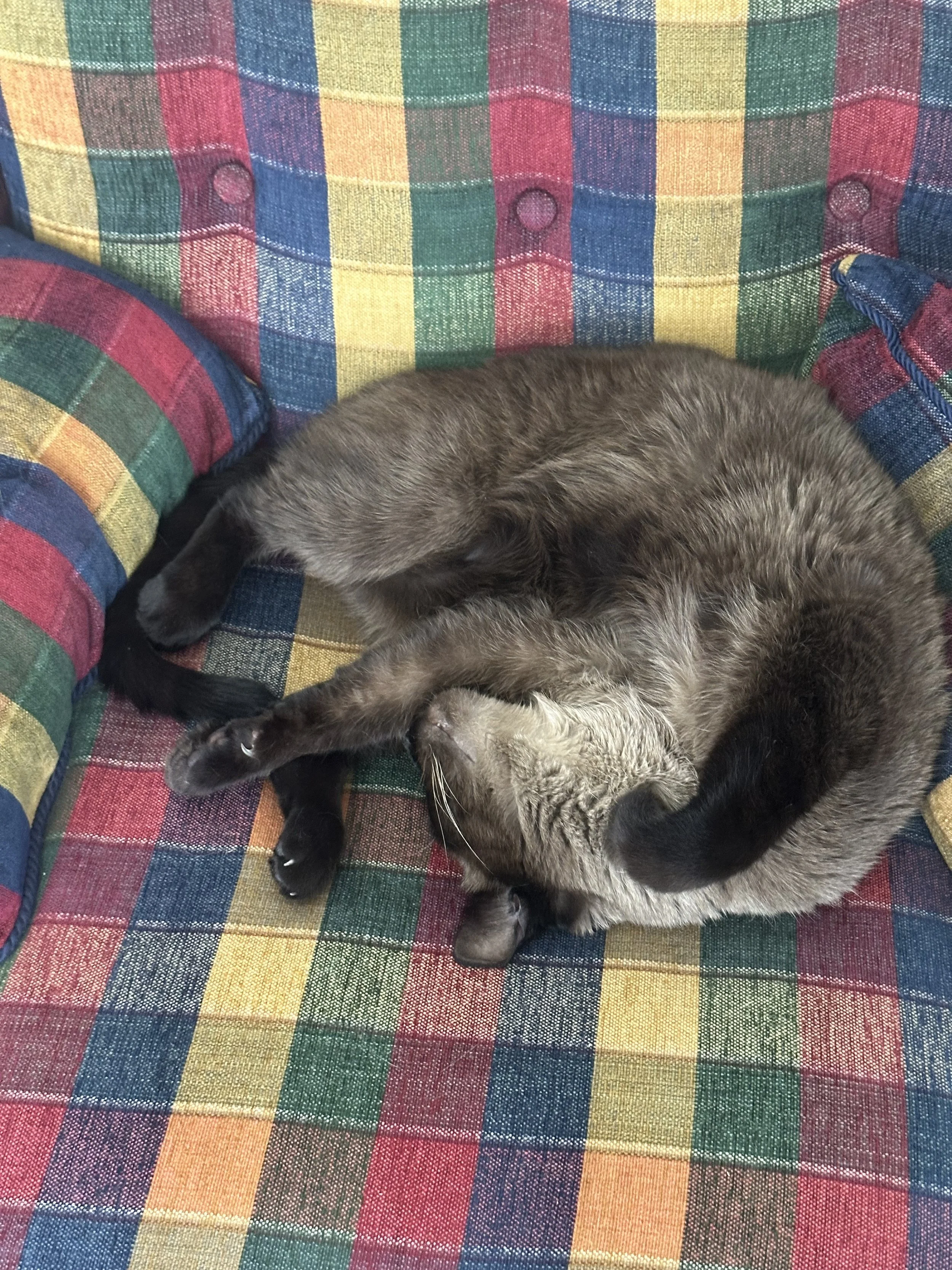 A gray cat curled up and sleeping on a colorful plaid couch.