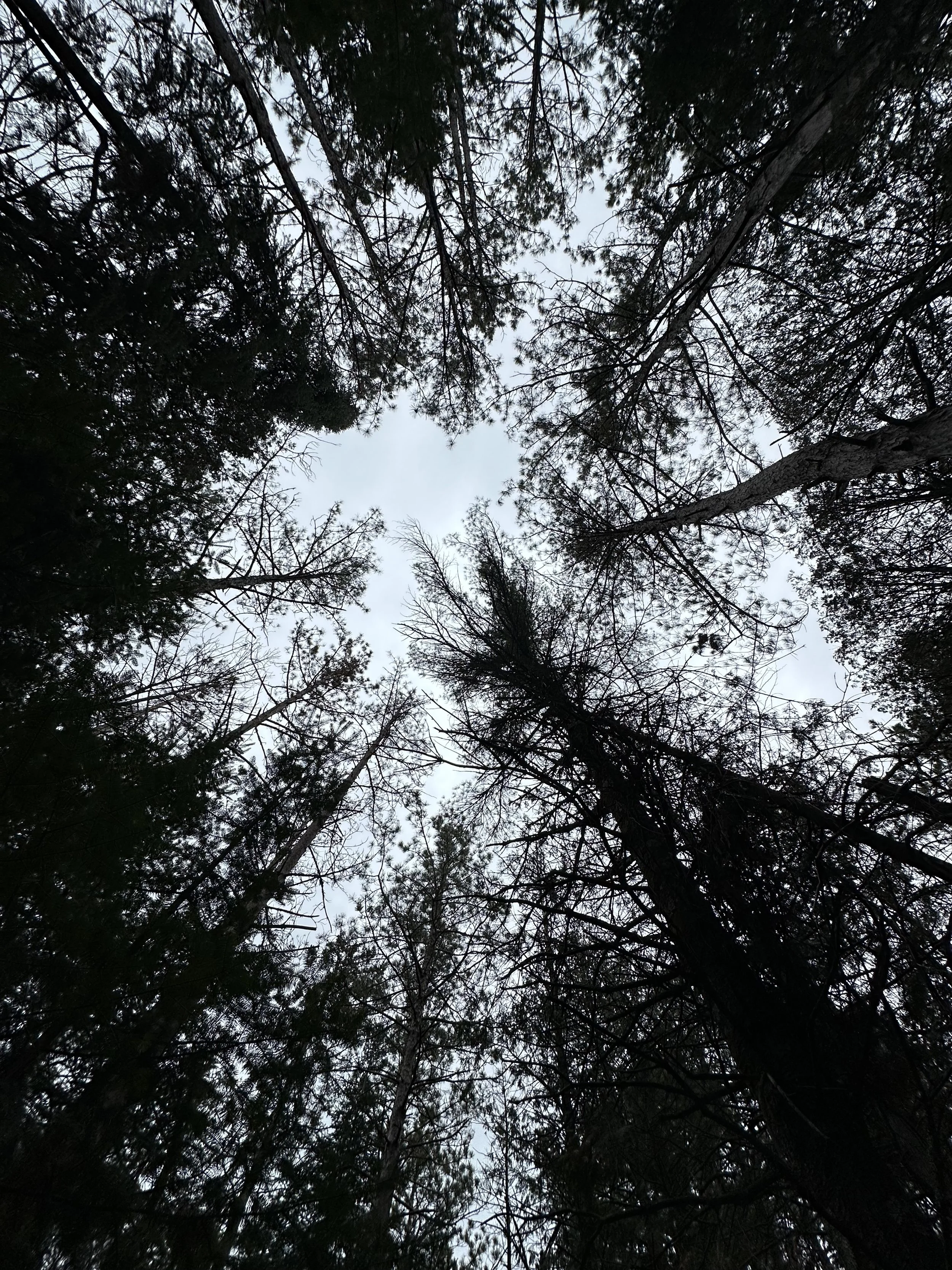 Looking up at tall trees in a forest with an overcast sky visible through the branches.