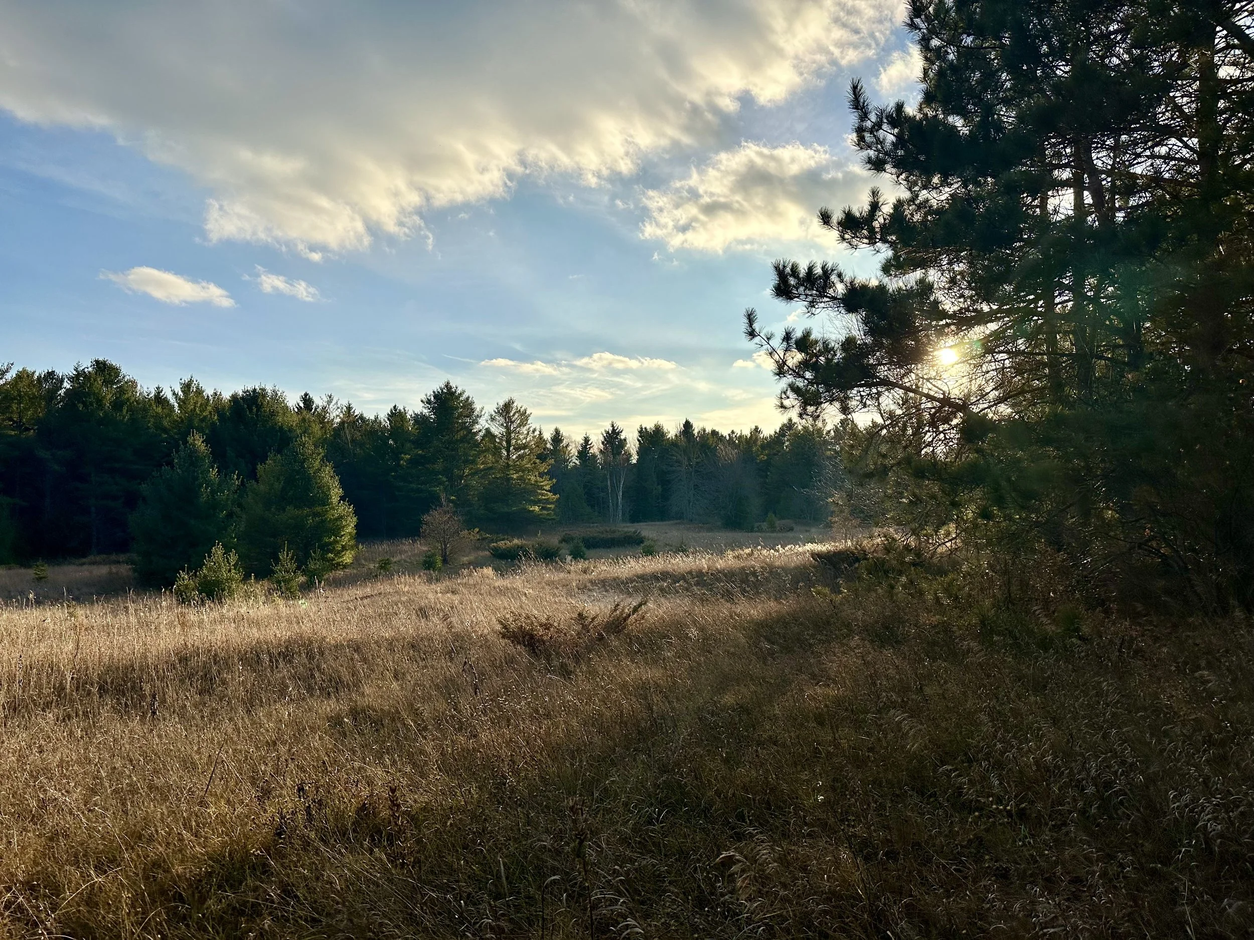 A scenic outdoor landscape of a field with tall grass, surrounded by a line of pine trees, with the sun setting behind and a partly cloudy sky above.