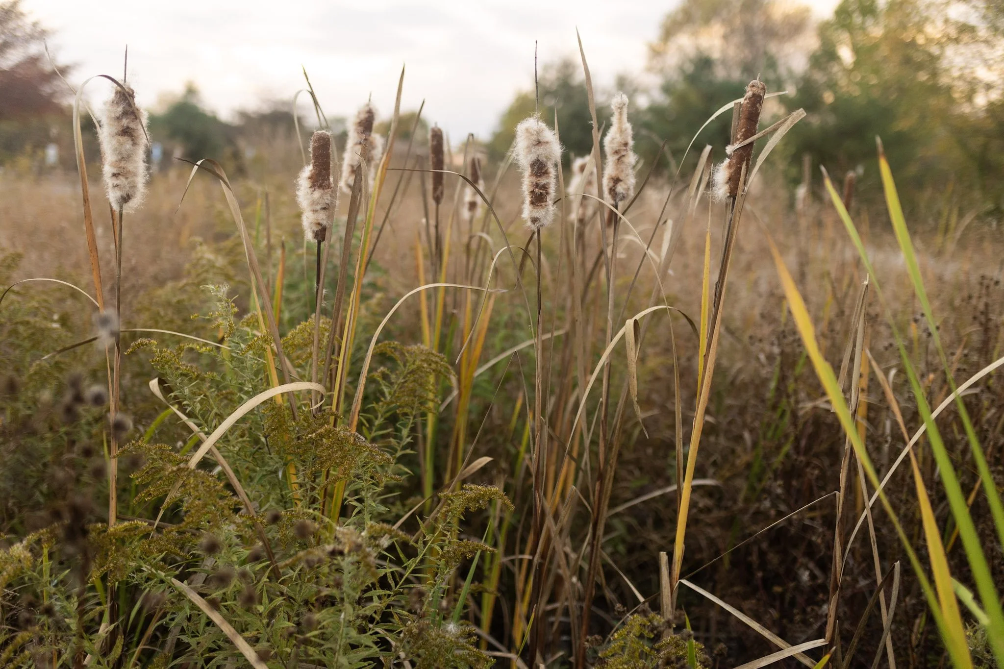 A field of tall, dry grasses with fluffy seed heads, some green plants, and a blurred background of trees and sky.