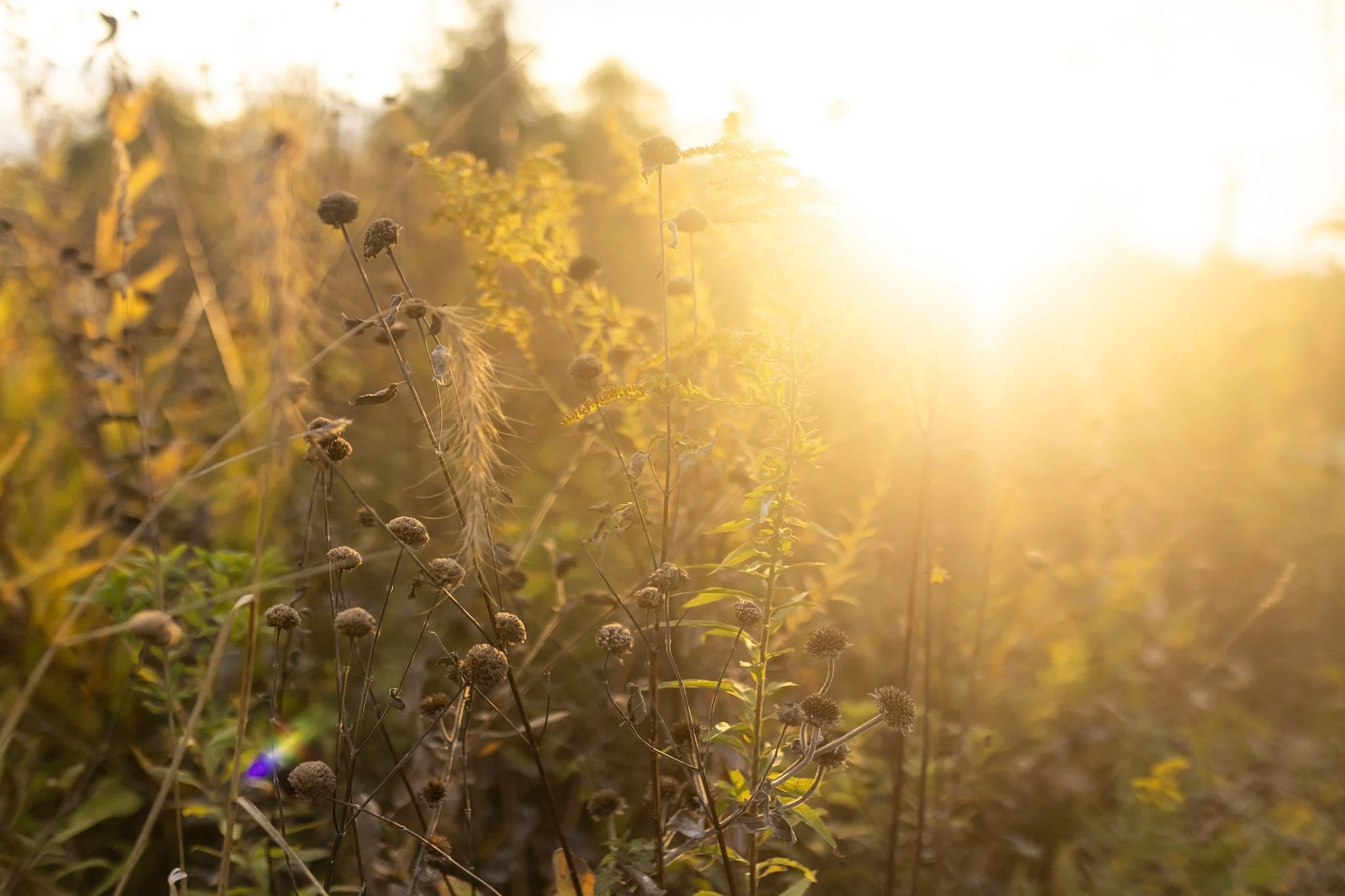 Sunlight shining over a field of dry, brown plants and grasses during sunset or sunrise.