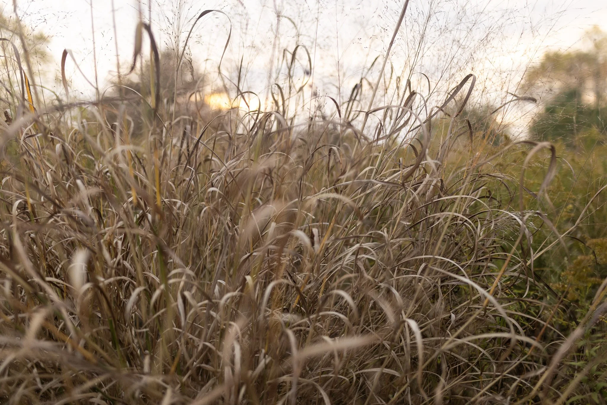 Tall, dry grass in a field at sunset.