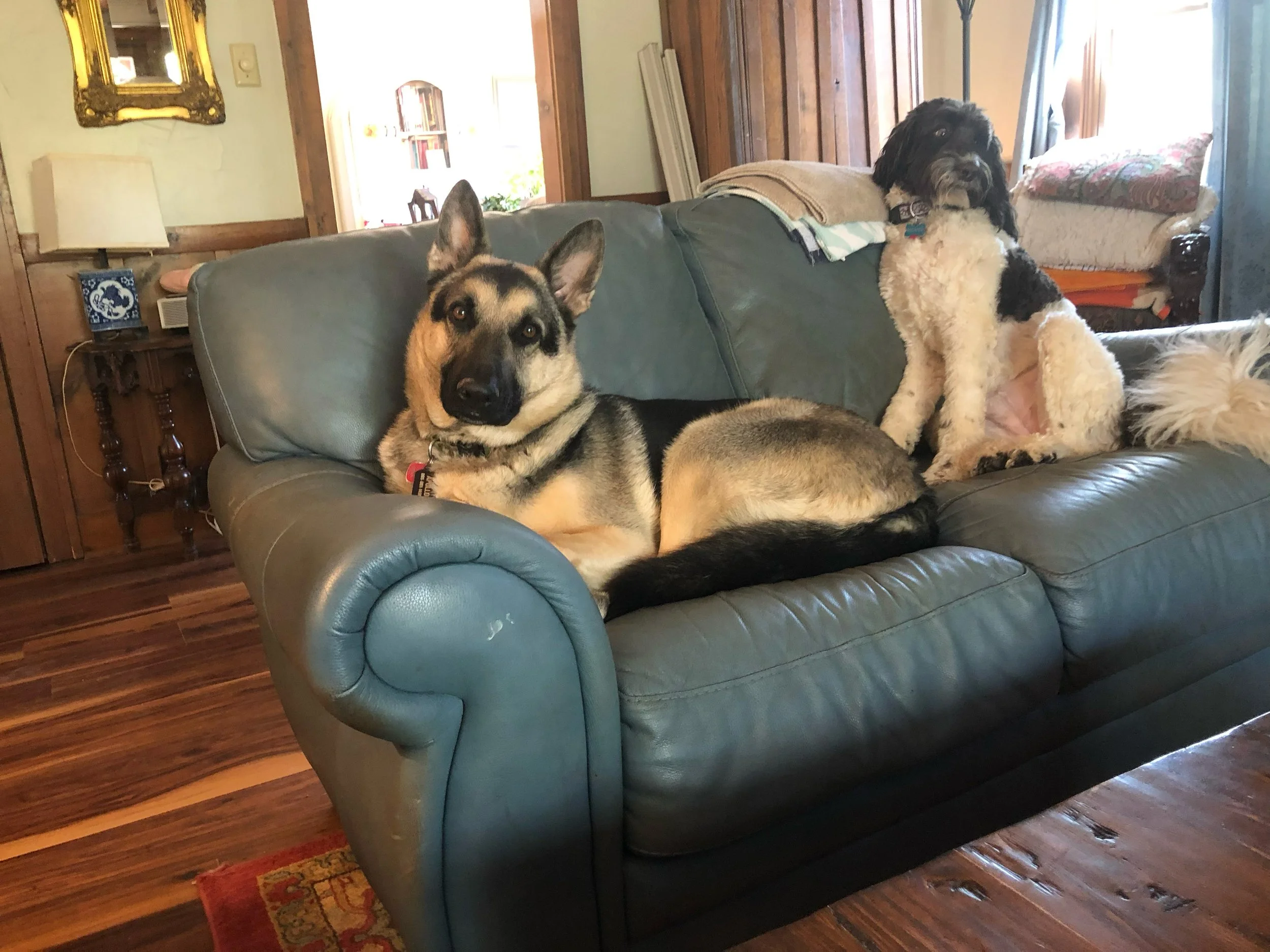 Apollo the German Shepherd relaxing at home with one of Amy’s doodle Daisy.