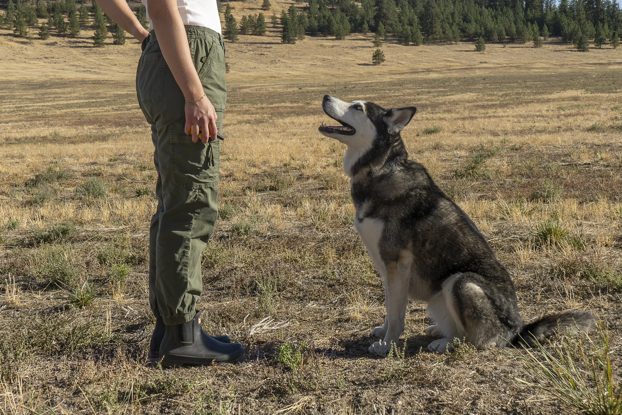 A person standing in a dry, grassy field with a husky dog sitting attentively in front of them, with a forested hillside in the background.