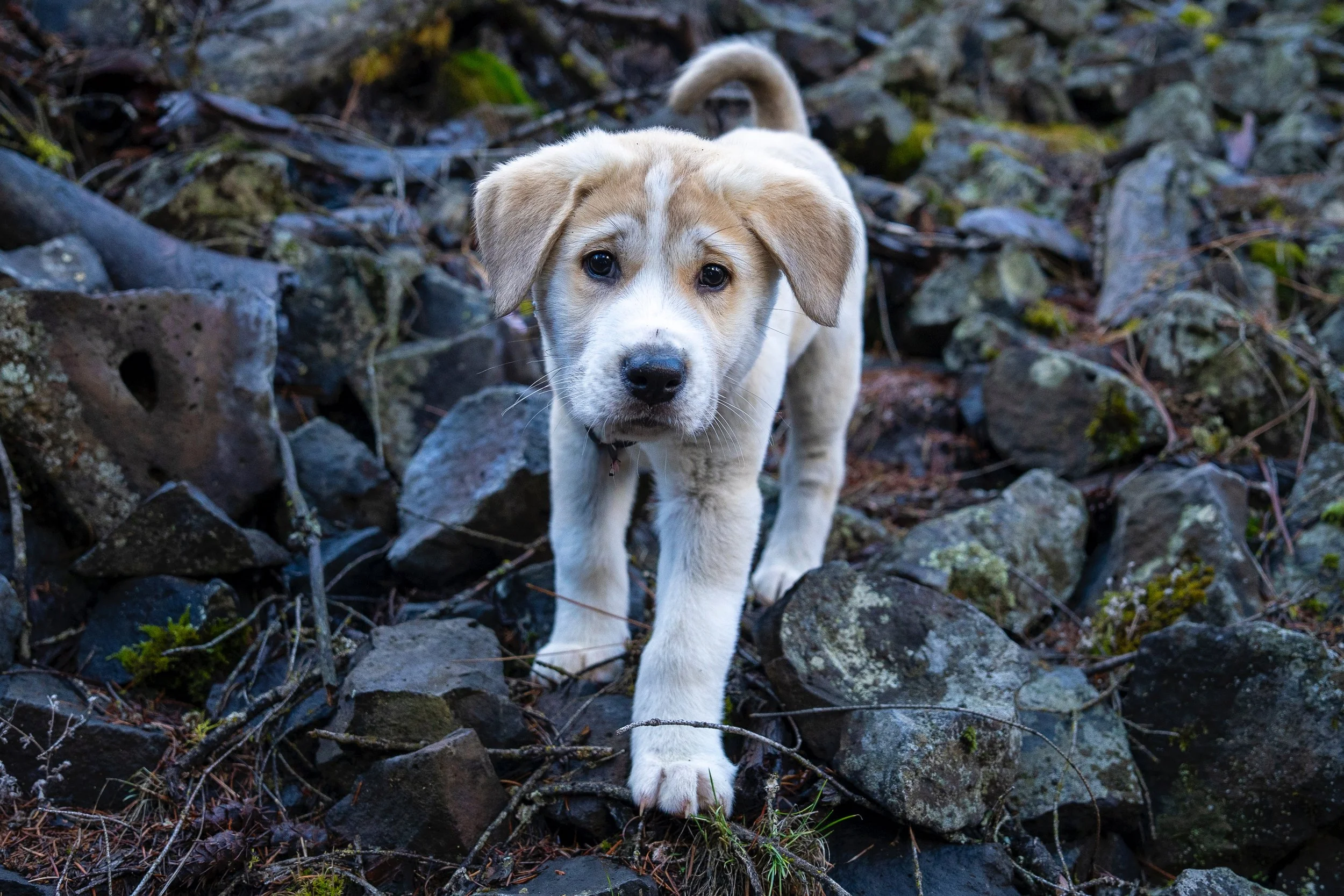 A young puppy walking on rocks and moss in a natural outdoor setting.