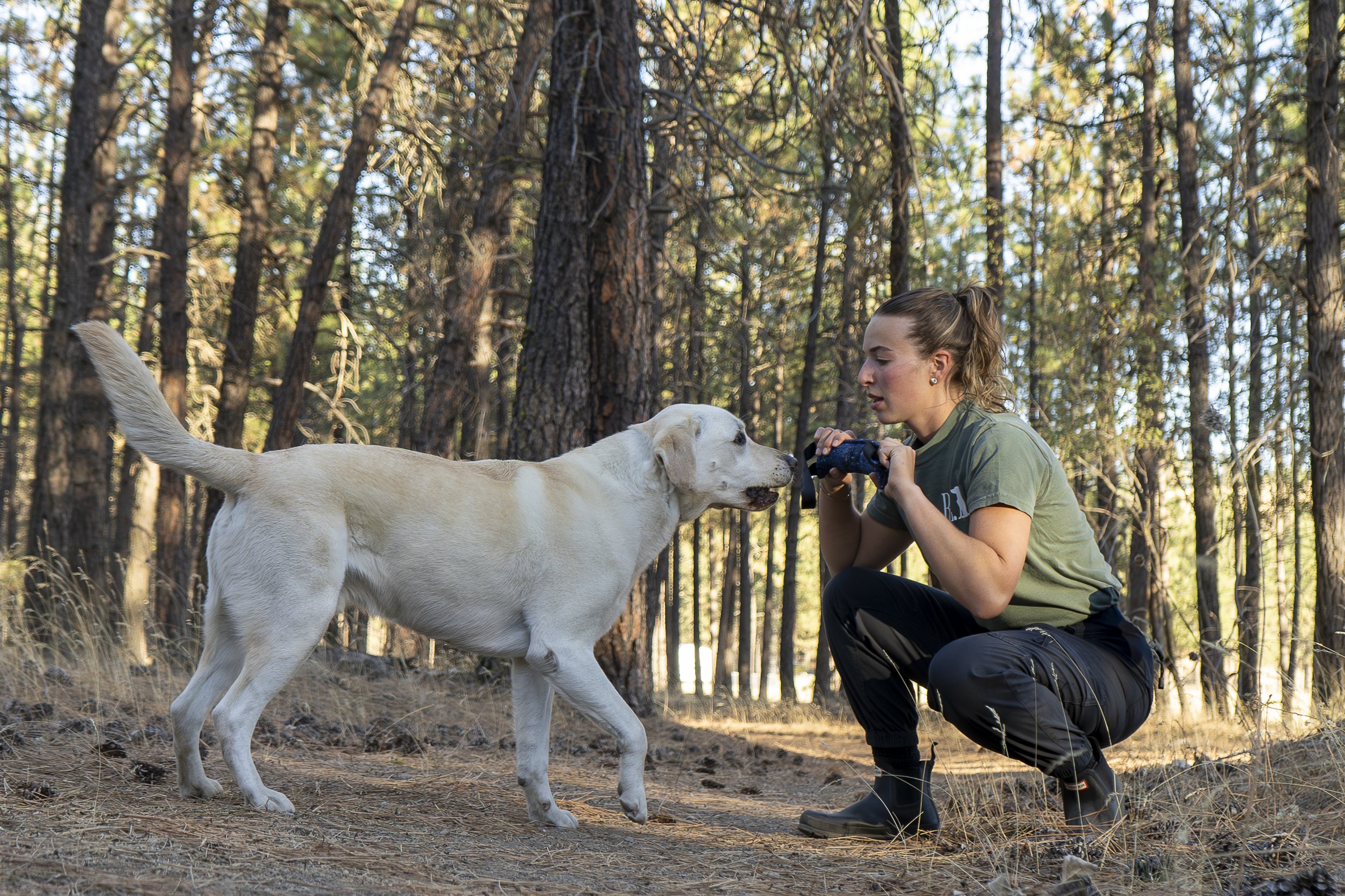 A woman kneeling in a forest, holding a toy, facing and engaging with a Labrador retriever dog.