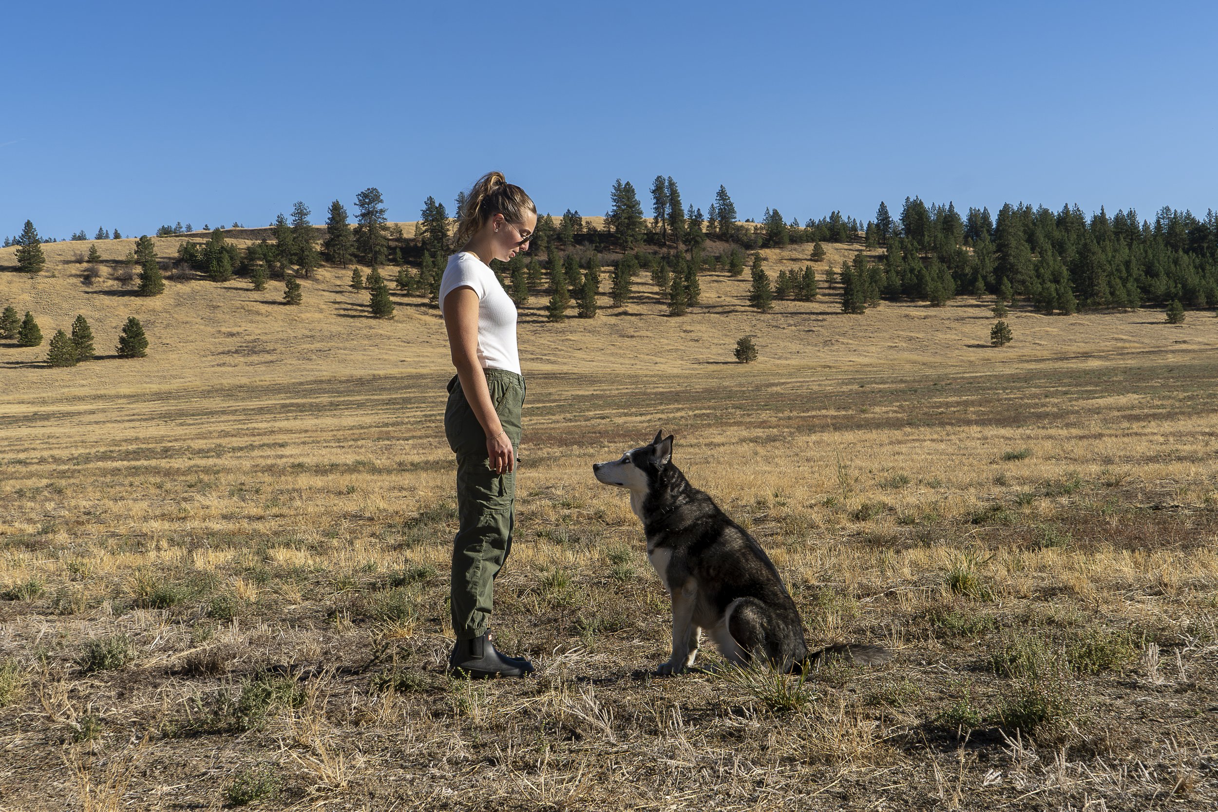 A woman standing outdoors in a dry, grassy field, facing a sitting Siberian Husky dog, with a backdrop of a hillside covered with sparse trees and a clear blue sky.