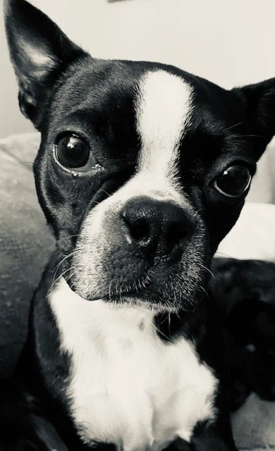Close-up of a Boston Terrier dog with black and white fur, large dark eyes, and pointy ears, looking directly at the camera.