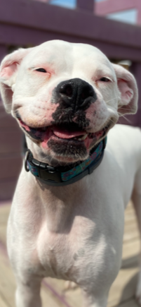 Close-up of a happy, smiling white dog with a black collar, outdoors with a purple railing in the background.