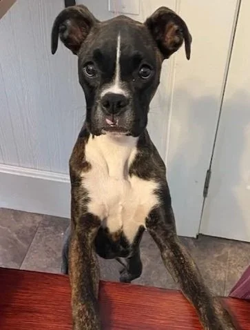 A young brindle and white puppy sitting at a table with its front paws on the edge, looking at the camera.