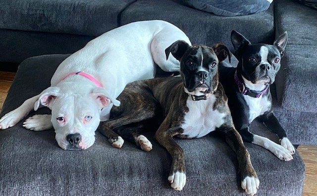 Three dogs lying on a gray couch